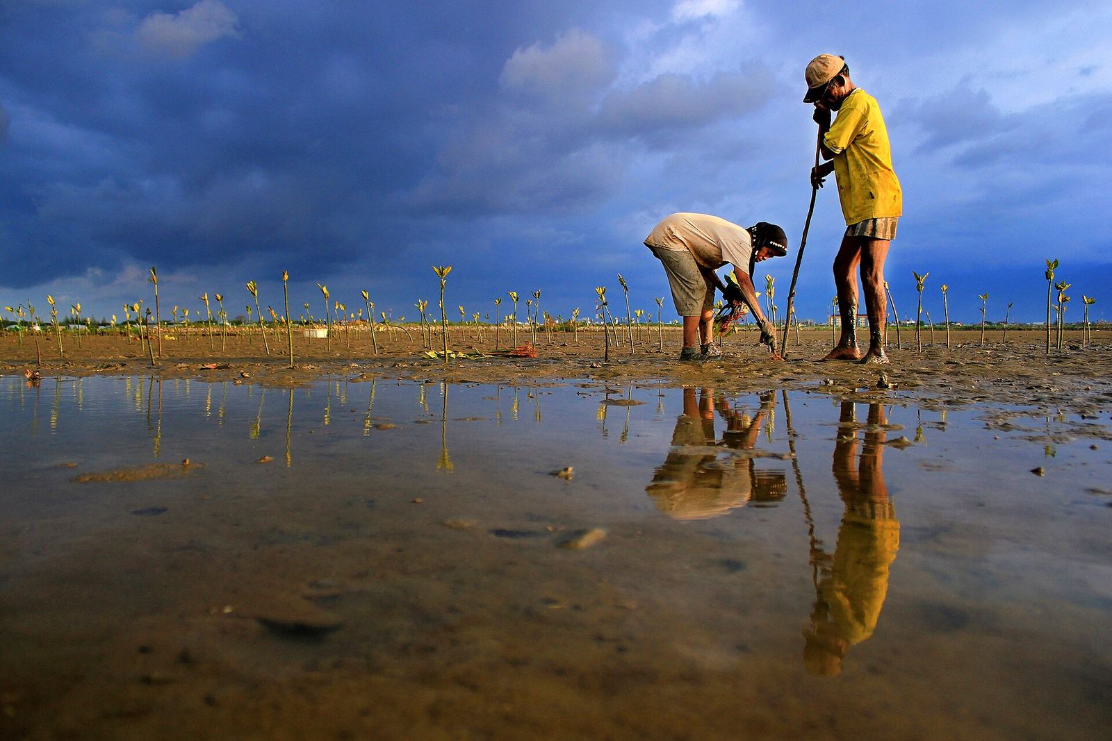 Foto ilustrasi: penanaman bibit mangrove di pesisir